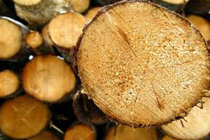 Sustainably harvested timber